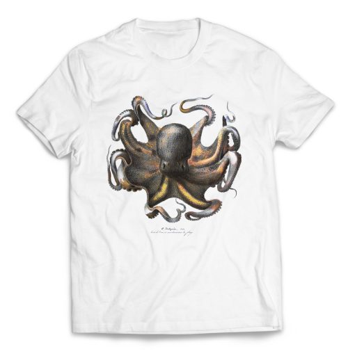 octopus 3