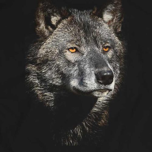 wolf 2 - lupu