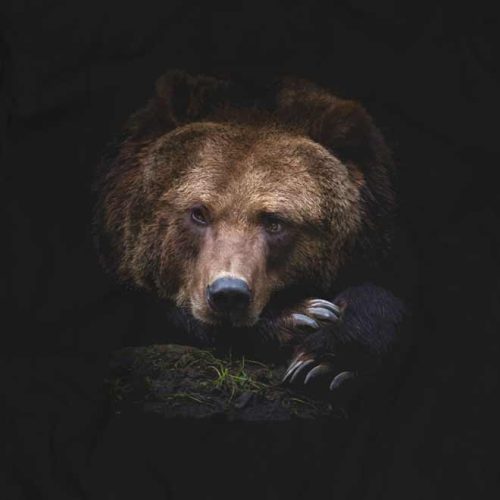 bear - ursu